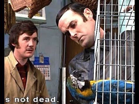 monty python youtube|youtube monty python dead parrot.